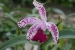Rio and Jardim Botanica 296.jpg