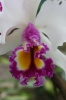 Rio and Jardim Botanica 303.jpg