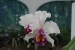 Rio and Jardim Botanica 309.jpg