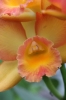 Rio and Jardim Botanica 342.jpg