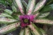 Rio and Jardim Botanica 363.jpg