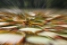 rio-and-jardim-botanica-127.jpg