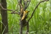 20140712_sachatamia-2_0067