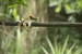 20140712_sachatamia-2_0087
