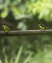 20140712_sachatamia-2_0517a