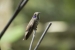 20140713_Sachatamia3_0002