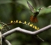 20140713_Sachatamia3_0070