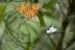 20140713_Sachatamia3_0105