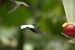 20140713_Sachatamia3_0186