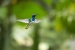 20140713_Sachatamia3_0199