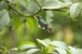 20140713_Sachatamia3_0257