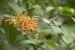 20140713_Sachatamia3_0284
