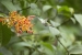 20140713_Sachatamia3_0289