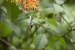 20140713_Sachatamia3_0290