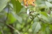 20140713_Sachatamia3_0293