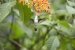 20140713_Sachatamia3_0299