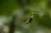 20140713_Sachatamia3_0304