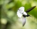 20140713_Sachatamia3_0315