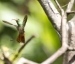 20140713_Sachatamia3_0317