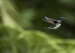 20140713_Sachatamia3_0329