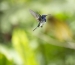 20140713_Sachatamia3_0353