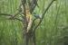 20140713_sachatamia-2_0043