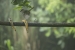 20140713_sachatamia-4_0145