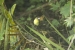 20140713_sachatamia-4_0165