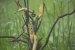 20140713_sachatamia-4_0200
