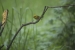 20140713_sachatamia-4_0220