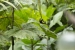 20140713_sachatamia_0035