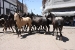 san antonio de areco 2 224.jpg