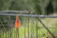 20140323_hacienda_0072