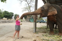 vanessa-elephants_20150411_1814