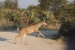 nam zam 6 252.jpg