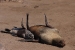 namibia-12-085.jpg
