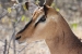 namibia10 023.jpg