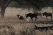 namibia2 134.jpg