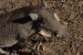 namibia3 039.jpg