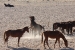 namibia30 051.jpg