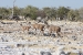 namibia8 005.jpg