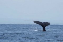 g85a7683a