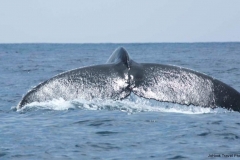g85a7867a