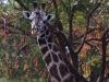 Selous National Park 120080724_0133.jpg