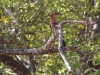 Selous National Park 120080724_0134.jpg