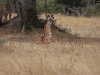 Selous National Park 320080722_0141.jpg