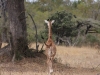 Selous National Park 320080722_0142.jpg