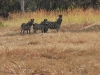 Selous National Park 320080724_0143.jpg