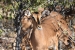 namibia10 009.jpg