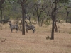 sable mountain lodge Tanzania 198.jpg